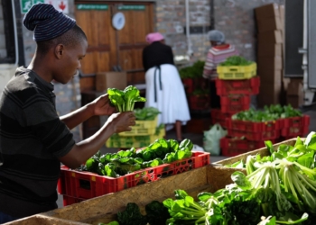 Township farmers in Cape Town have been dealt a double blow and are barely surviving following an increase of electricity and petrol prices. Photo: Supplied/Abalimi Bezekhaya