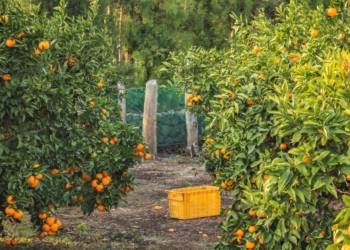 Plans are in place to meet market demands and to mitigate the devastating impact of the recent violence on the citrus industry and the country’s economy as a whole. Photo: Supplied/Unsplash