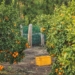 Plans are in place to meet market demands and to mitigate the devastating impact of the recent violence on the citrus industry and the country’s economy as a whole. Photo: Supplied/Unsplash