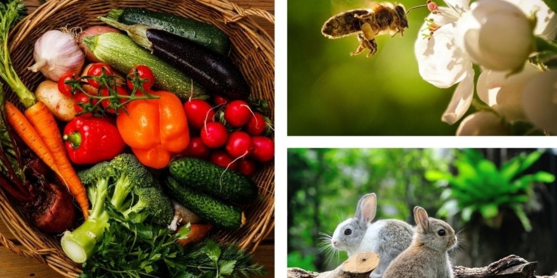 Agri Gauteng has announced that its annual expo will now be held virtually from 4 to 15 October 2021. Practical exposure, training and development of farming practices across 11 focus areas will be offered. Photo: Supplied/Agri Gauteng