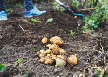 Farmers in Limpopo are urged to use technological devices when assessing their soil and to plant crops best suited to the nutrient content. Photo: Supplied/Unsplash