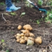 Farmers in Limpopo are urged to use technological devices when assessing their soil and to plant crops best suited to the nutrient content. Photo: Supplied/Unsplash