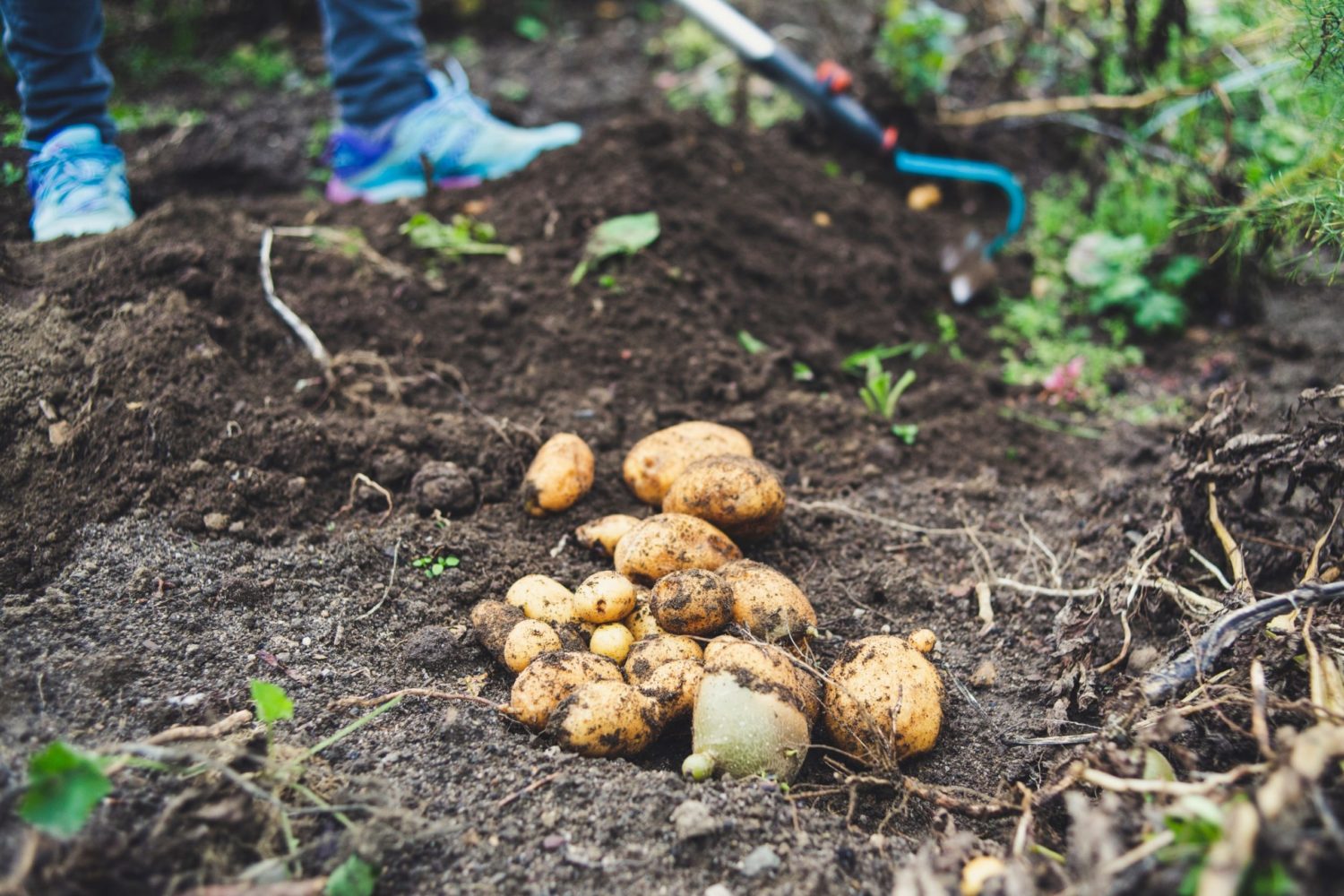 Limpopo food producers urged to take care of soil - Vimarsana News