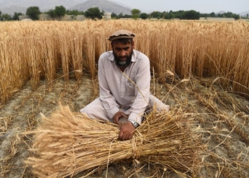 Food insecurity affects every one in four Afghan individuals following 40 years of conflict. Photo: Farshad Usyan/Supplied