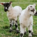 Montjane's animals are thriving due to the Voermol products