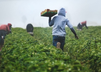 A partnership between AgriSETA, Future Farmers and Kwanalu has seen a further 100 agricultural graduates placed on KwaZulu-Natal farms. Photo: Supplied/ Food For Mzansi