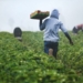 A partnership between AgriSETA, Future Farmers and Kwanalu has seen a further 100 agricultural graduates placed on KwaZulu-Natal farms. Photo: Supplied/ Food For Mzansi