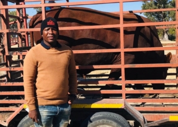 Olerile Lekgetho, a livestock and vegetable farmer from North West, was one of the ten young farmers who received a Bonsmara bull from the provincial department of agriculture and land reform. Photo: Supplied/Food For Mzansi