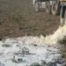 Dairy farmer Rob Stapylton-Smith from Ixopo, south of Pietermaritzburg, was forced to dump milk because it could not be delivered due to the protest action in KwaZulu-Natal. Photo: FarmingPortal