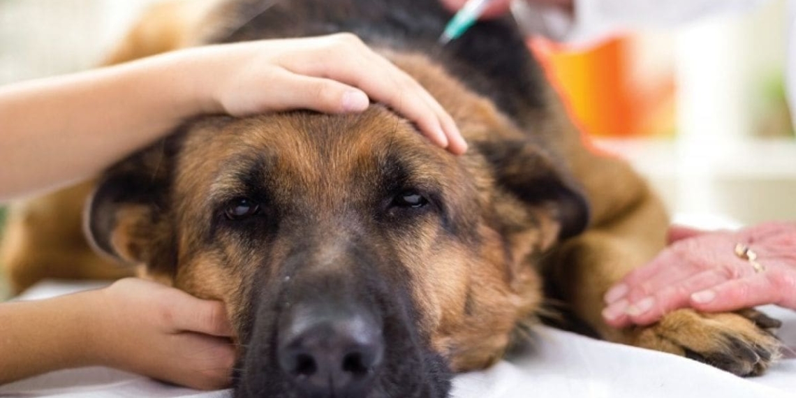 Experts warn that rabid animals are not only a risk to people, but also the health and well-being of livestock and pets. Photo: Supplied/Food For Mzansi