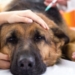 Experts warn that rabid animals are not only a risk to people, but also the health and well-being of livestock and pets. Photo: Supplied/Food For Mzansi