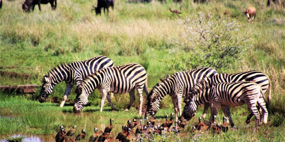 Zebra's are among 147 wildlife species thriving in abundant numbers at the The Kruger National Park. Photo: Supplied/Environment