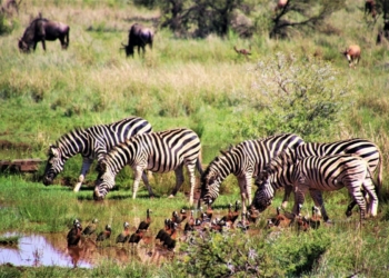 Zebra's are among 147 wildlife species thriving in abundant numbers at the The Kruger National Park. Photo: Supplied/Environment