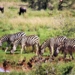 Zebra's are among 147 wildlife species thriving in abundant numbers at the The Kruger National Park. Photo: Supplied/Environment