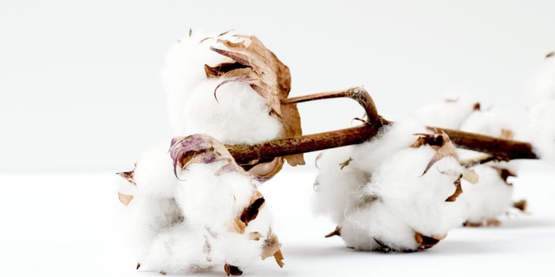 Cotton fibre production has shown a decline of about 60% in hectares planted in the last two seasons. This was the result of various factors such as extreme weather conditions, no access to new cottonseed technology and farmers turning to food crops due to more favourable prices. Photo: Supplied/ Food For Mzansi