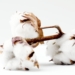 Cotton market ‘too small for Bayer to save it’