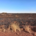 A Northern Cape field damaged by the runaway veld fires. Photo: Supplied/Food For Mzansi