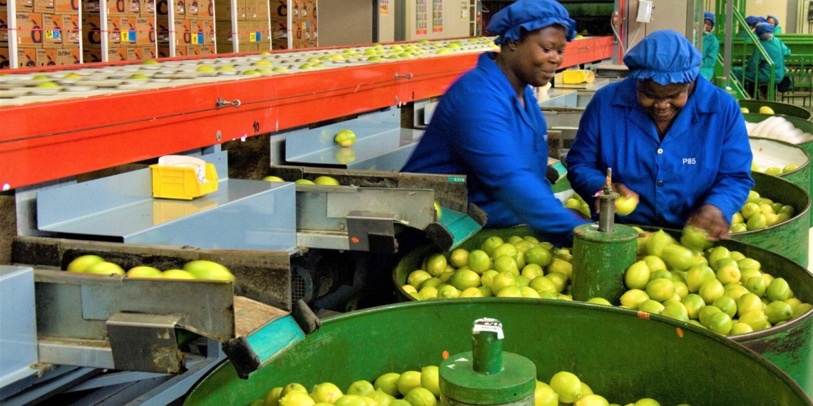Fruit packing for Russia have stopped in South Africa. Exporters are hopeful that fruit will be exempt from sanctions Photo: Supplied/Food For Mzansi