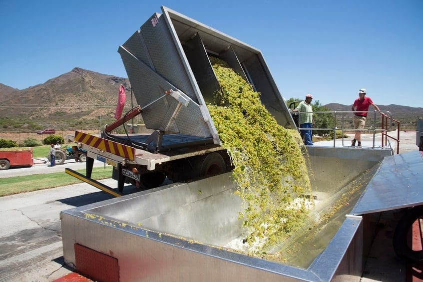 Wine grapes are harvested in the Western Cape. Photo: Supplied/Food For Mzansi