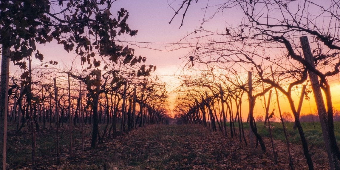 Climate changes are forcing wine farmers to make dramatic shifts in what they are planting in certain areas, says some of Mzansi’s leading scientists. Photo: Supplied/Food For Mzansi