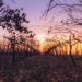 Climate changes are forcing wine farmers to make dramatic shifts in what they are planting in certain areas, says some of Mzansi’s leading scientists. Photo: Supplied/Food For Mzansi