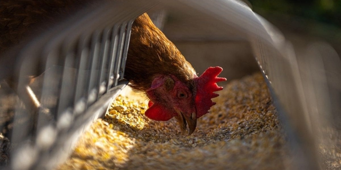 chicken feed tips