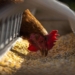 chicken feed tips
