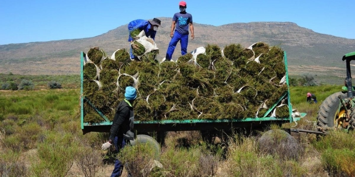 tea farm Farmworkers at Elandsfontein in Citrusdal harvesting Rooibos. Photo: Henk Kruger/African News Agency (ANA)
