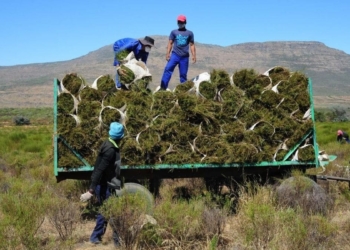 tea farm Farmworkers at Elandsfontein in Citrusdal harvesting Rooibos. Photo: Henk Kruger/African News Agency (ANA)
