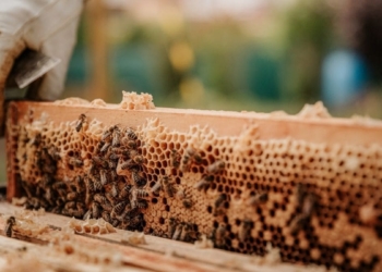beekeeping in mzansi