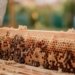 beekeeping in mzansi