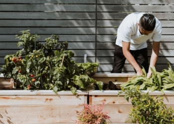 intercropping garden