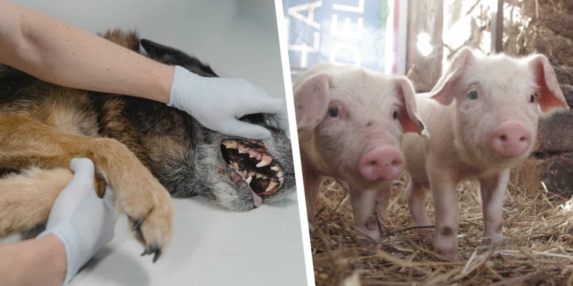 African swine fever and rabies outbreak in Cape Town.
