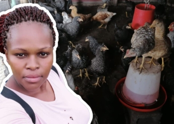 Zethu Busakwe Willowvale Farmer