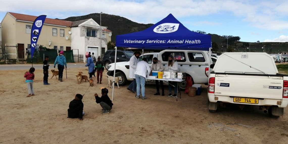 Rabies vaccination: Klapmuts is one of the towns the Western Cape department of agriculture has targeted for its rabies campaign. Photo: Supplied/Food For Mzansi
