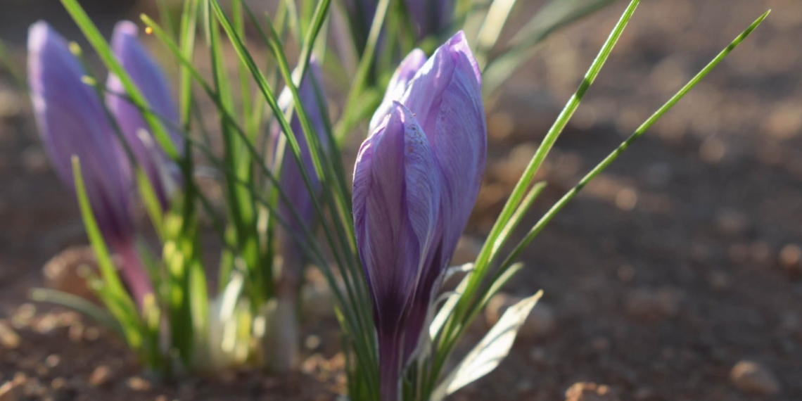 The saffron harvest has produced 2kg, which will be readied for transport to the UAE. Photo: Supplied/Saffricon