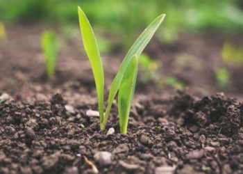 FarmSol