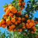 soft citrus (naartjies)