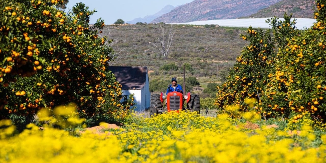 Bumpy road ahead as truck arson hits citrus industry