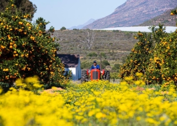 Bumpy road ahead as truck arson hits citrus industry