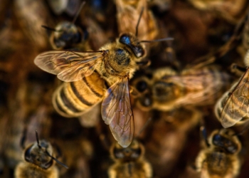 Bees: In South Africa a total of 1,069 beekeepers are registered, managing 60,351 colonies. Photo: Supplied/Food For Mzansi