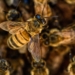 Bees: In South Africa a total of 1,069 beekeepers are registered, managing 60,351 colonies. Photo: Supplied/Food For Mzansi