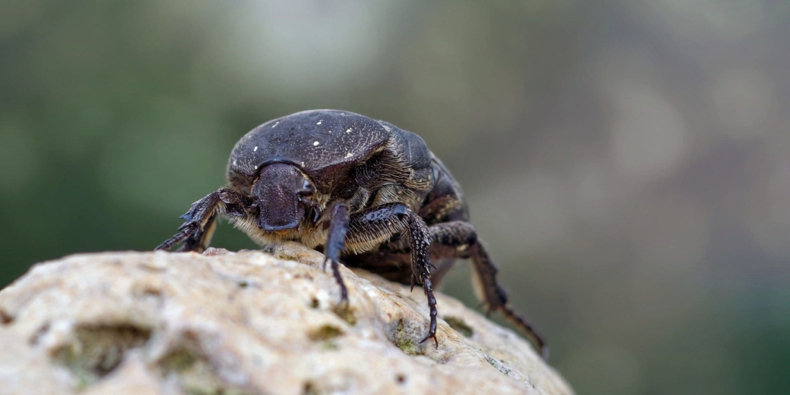 Dung beetles are creatures of the soil. There, they bury dung and recycle it by feeding on it, both as larvae and as adults. Photo: Supplied/Food For Mzansi