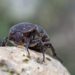 Dung beetles are creatures of the soil. There, they bury dung and recycle it by feeding on it, both as larvae and as adults. Photo: Supplied/Food For Mzansi