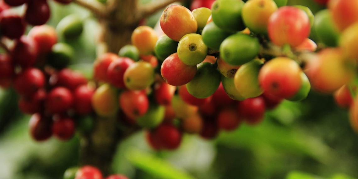 Brazil has been struck by frost, and as a result, numerous prime agricultural exports are suffering. This includes, coffee, corn and citrus. Photo: Supplied/Food For Mzansi
