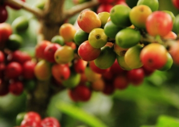 Brazil has been struck by frost, and as a result, numerous prime agricultural exports are suffering. This includes, coffee, corn and citrus. Photo: Supplied/Food For Mzansi