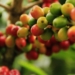 Brazil has been struck by frost, and as a result, numerous prime agricultural exports are suffering. This includes, coffee, corn and citrus. Photo: Supplied/Food For Mzansi