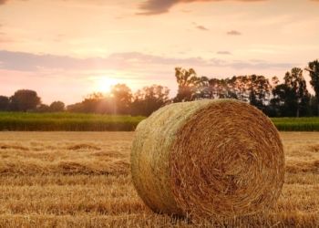 The Western Cape department of agriculture is calling on students who need practical agricultural experience to graduate from their studies, to apply to its WIL programme. Photo: Supplied/Food For Mzansi
