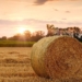 The Western Cape department of agriculture is calling on students who need practical agricultural experience to graduate from their studies, to apply to its WIL programme. Photo: Supplied/Food For Mzansi