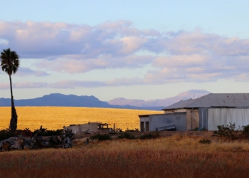 SAPTU proposes a sliding scale for the minimum wage based on experience and training in order to invest in skill development, reduce unemployment, and gradually increase employee salary. Photo: Supplied/Food For Mzansi